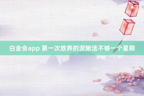 白金会app 第一次放养的泥鳅活不够一个星期
